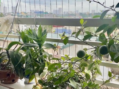 Bán căn hộ tòa ct10 khu đô thị đại thanh, 56m2, sổ đỏ pháp lý rõ ràng. 4