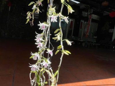 Bán nhà mặt tiền đường và hẻm, vị trí đẹp, sân rộng tại đường xóm chiếu, phường 18, quận 4, tp hcm, 4