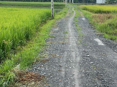 Bán đất vườn liền kề khu công nghiệp huỳnh mai, thuộc ấp rừng sến, xã mỹ hạnh bắc huyện đức hoà 4