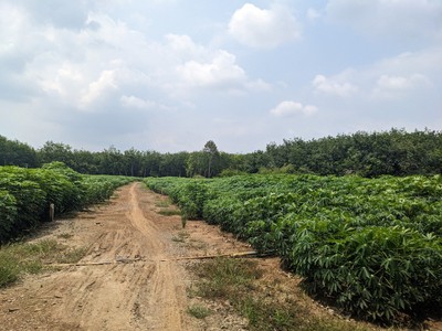 Cần bán 1000m2 đất ngay tại Châu Thành - Tây Ninh, đất cách nhựa chỉ 200m giá 215tr 0