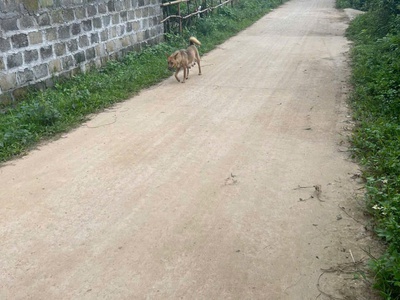 Đất chính chủ - giá tốt - vị trí đẹp tại khu vôi, thị trấn ba hàng đồi, huyện lạc thuỷ, hoà bình 0