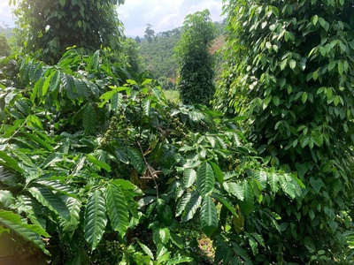 Đất chính chủ - giá tốt - vị trí đẹp tại xã trường xuân, huyện đăk song, đăk nông 0