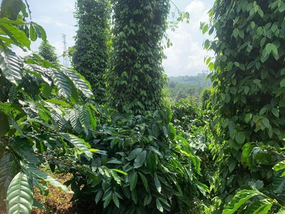 Đất chính chủ - giá tốt - vị trí đẹp tại xã trường xuân, huyện đăk song, đăk nông 3