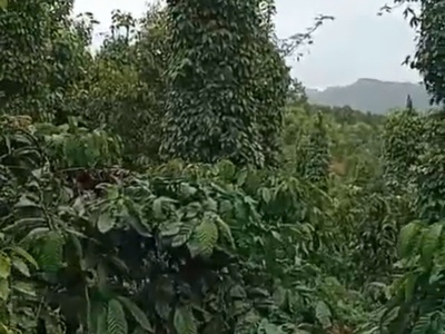 Đất chính chủ - giá tốt - vị trí đẹp tại xã trường xuân, huyện đăk song, đăk nông 4