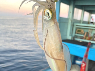 Mực lá bao nhiêu 1kg   cách chế biến mực lá cực kì thơm ngon mà dễ làm 0