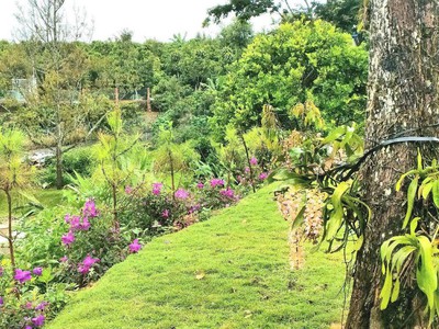 Đất Vườn Đồng Nai Nghỉ Dưỡng 1500m2 chỉ 350r, Sổ Hồng chuẩn pháp lý 5