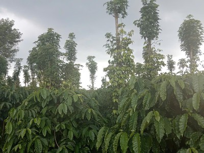 Đất đẹp- giá tốt - chính chủ cần bán lô đất  tại  xã trường xuân, huyện đắk song, tỉnh đắk nông 0