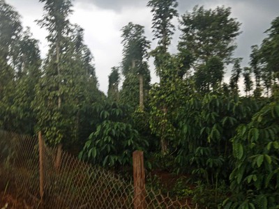 Đất đẹp- giá tốt - chính chủ cần bán lô đất  tại  xã trường xuân, huyện đắk song, tỉnh đắk nông 1