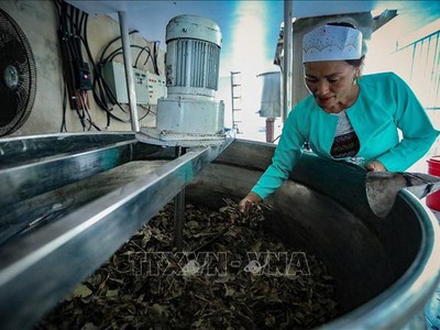 Quy định của Bộ y tế về phương pháp điều chế các vị thuốc cổ truyền 0