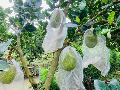 Đất vườn xã Phú Ngọc - cầu La Ngà hồ Trị An giá 539 Triệu /1000m2 3