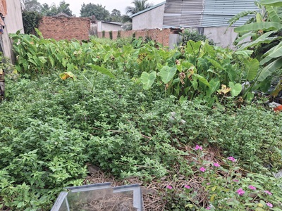 Giảm 200tr đất vuông đẹp thạnh xuân 52 q12, 68m2, 4x17m, đ.4m chỉ 2.x tỷ 1