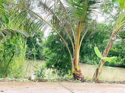 Vườn Sầu Riêng 1491m2, Cách Chợ Trường Long A khoảng 800m. Có 100m Thổ Cư 2