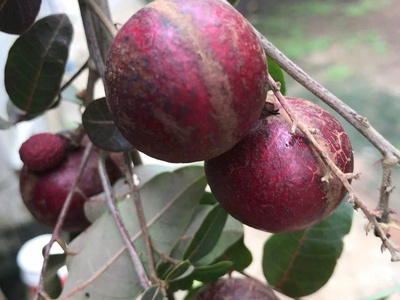 Bán 1 ha vườn trái cây, 3 mặt tiền, đuôi giáp suối, giá cực rẻ, chỉ 500tr/xào 1