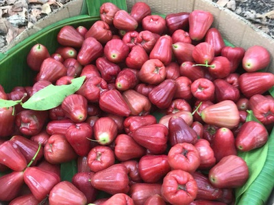 Bán 1 ha vườn trái cây, 3 mặt tiền, đuôi giáp suối, giá cực rẻ, chỉ 500tr/xào 2