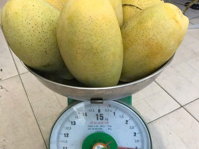 Bán 1 ha vườn trái cây, 3 mặt tiền, đuôi giáp suối, giá cực rẻ, chỉ 500tr/xào 3