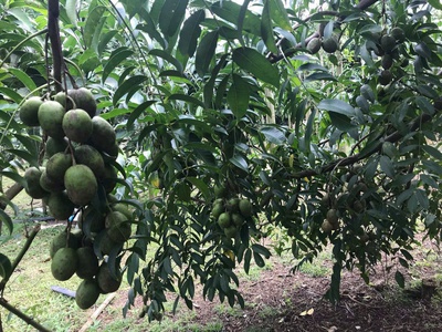 Bán 1 ha vườn trái cây, 3 mặt tiền, đuôi giáp suối, giá cực rẻ, chỉ 500tr/xào 4