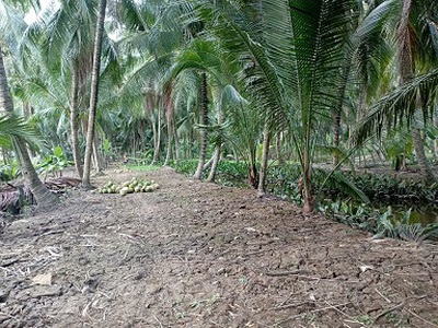 Chính chủ bán đất hai mặt tiền ấp tân điền - thành thới b - mỏ cày nam - bến tre 2