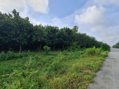 Bán đất cao su dt 3693.5m2 trên đường hcm bắc nam đoạn thanh tuyền dầu tiếng, bình dương 1