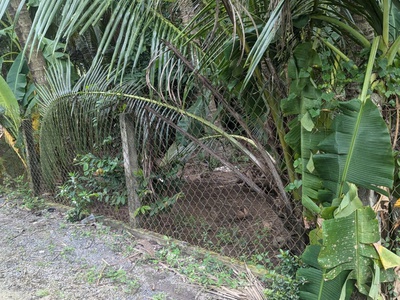 Cần bán lô đất vườn ở hòa định - chợ gạo - tiền giang. 1