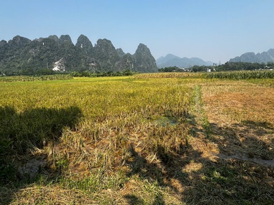 Bán 2000m2 đất lúa được chuyển đổi cln ont gần kcn nam lương sơn giá chỉ 800tr. 1