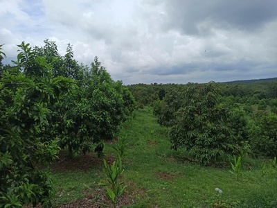 Cần Bán Đất Sào Tân Phước Giá Tốt, 2 Mặt Tiền Suối, Gần KCN, Cơ Hội Đầu Tư Tốt Nhất 3