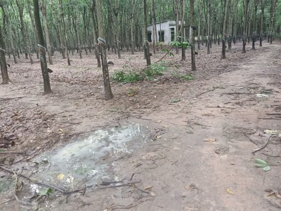 Đất mặt tiền cao tốc Bắc Tân Uyên - Phú Giáo - Bàu Bàng  Bình Dương 2