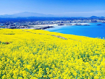 Du lịch đảo Jeju: Bãi biển đẹp, núi lửa Halla và làng quê truyền thống 2