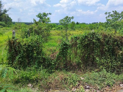 Đất nở hậu đường 565 củ chi, 0.4ha, 79x46m, đ.6m chỉ 2x tỷ 3