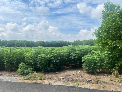 Bán 617m2 thổ cư ngay trung tâm châu pha, thị xã phú mỹ . 0