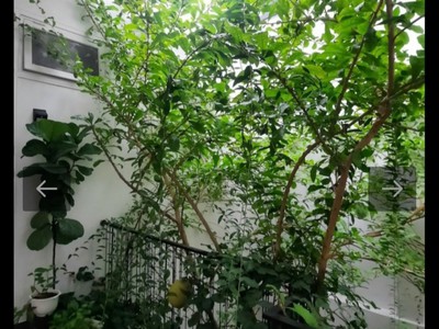 Bán nhà 3 tầng Nguyễn Chí Diễu, Sơn Trà, ĐN có căn hộ cho thuê, khu vực sầm uất. 2