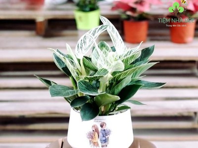 Cây Ngọc Ngân 0
