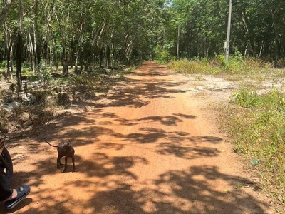 Cần bán đất gấp tại xã long hòa, huyện dầu tiếng ,tỉnh bình dương giá 5 tỷ 1