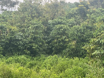 Bán đất đẹp - giá tốt - vị trí đắc địa tại xã đinh trang thượng, huyện di linh, lâm đồng 1
