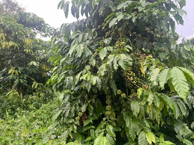 Bán đất đẹp - giá tốt - vị trí đắc địa tại xã đinh trang thượng, huyện di linh, lâm đồng 2
