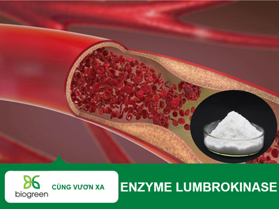 Tăng Cường Sức Khỏe Tim Mạch Với Enzyme Lumbrokinase  LK Fibrinenzyme  Chất Lượng Cao Từ BioGreen 0