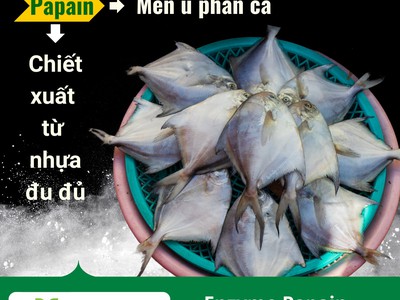 Papain - Men ủ phân cá chiết xuất từ quả đu đủ 0