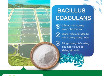 Bacillus coagulans - Cải tạo môi trường sống cho tôm cá 0
