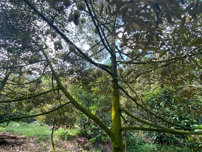 Chính chủ cần bán đất đường khu công nghệ cao, xã xuân đường, huyện cẩm mỹ, đồng nai. 1