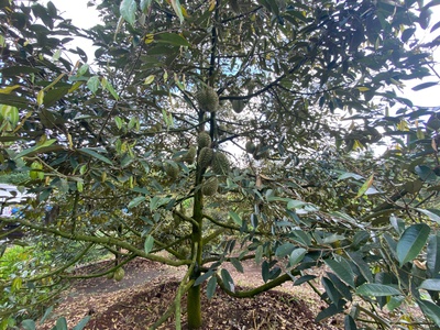 Chính chủ cần bán đất đường khu công nghệ cao, xã xuân đường, huyện cẩm mỹ, đồng nai. 2