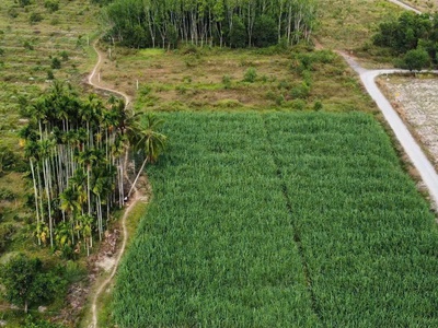 Đất đẹp - giá tốt - vị trí tại  : ấp cây đa - xã hiệp thạnh - huyện gò dầu - tỉnh tây ninh 2