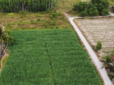 Đất đẹp - giá tốt - vị trí tại  : ấp cây đa - xã hiệp thạnh - huyện gò dầu - tỉnh tây ninh 4