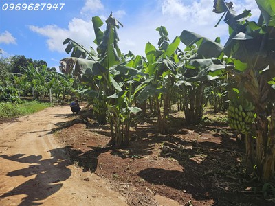 Bán 9000m2 đất nông nghiệp ea kao, buôn ma thuột - 4 tỷ 2