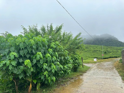 Đất nền mộc châu cạnh quốc lộ 43 giá vài trăm ngàn/m2 cho các bác thích đầu tư. 0