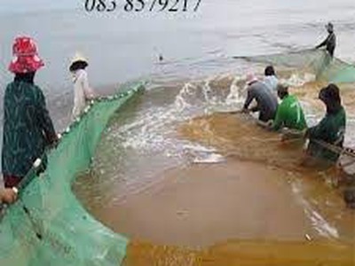 Lưới kéo cá chuyên nghiệp theo yêu cầu NGUYỄN ÚT 6
