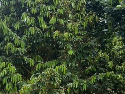 Đất đẹp - giá tốt - vị trí đắc địa tại : phú thịnh - tân phú - đồng nai 0