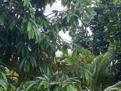 Đất đẹp - giá tốt - vị trí đắc địa tại : phú thịnh - tân phú - đồng nai 1