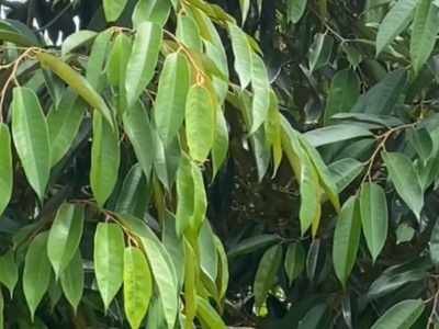 Đất đẹp - giá tốt - vị trí đắc địa tại : phú thịnh - tân phú - đồng nai 3