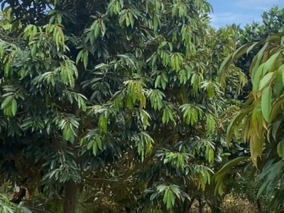 Đất đẹp - giá tốt - vị trí đắc địa tại : phú thịnh - tân phú - đồng nai 4