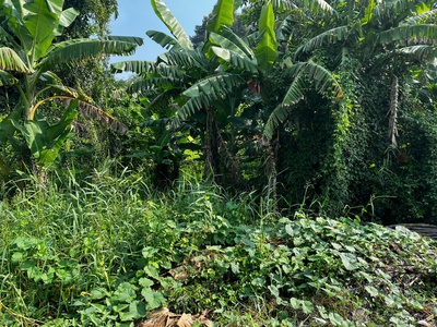 Bán gấp đất full thổ cư ngay trung tâm xã mỹ lệ, cách dt 826 chỉ 100m giá 2 tỉ còn thương lượng 2