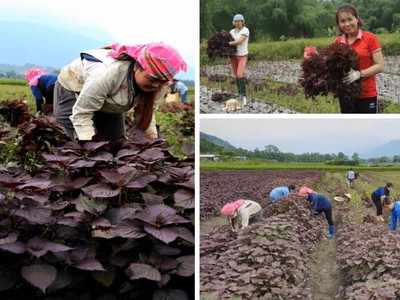 Phương pháp Sấy lạnh tía tô   Giải pháp nâng tầm giá trị nông sản Việt 0